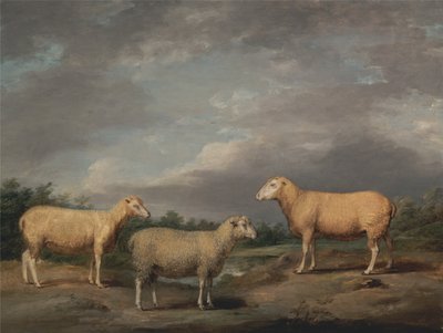 Ryelands schapen, de ram van de koning, de ooi van de koning en de weer van Lord Somerville door James Ward